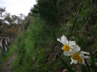 cantara gurneNarcisuss 23122011 194